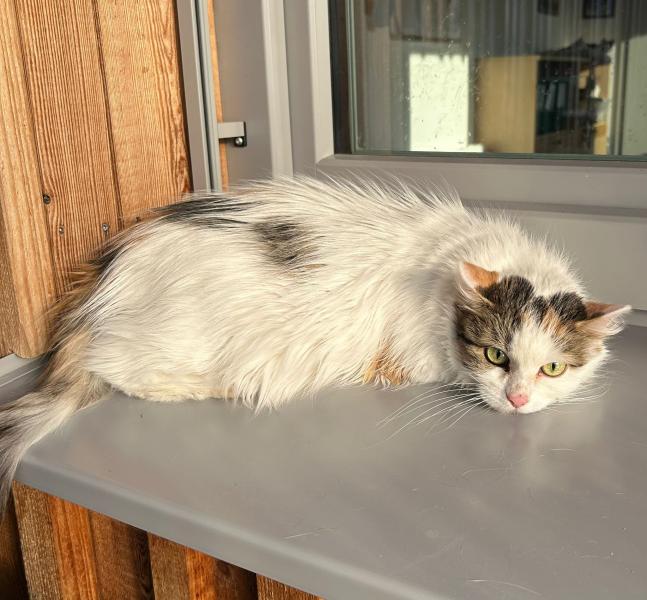 Langhaarkatze-Mischling